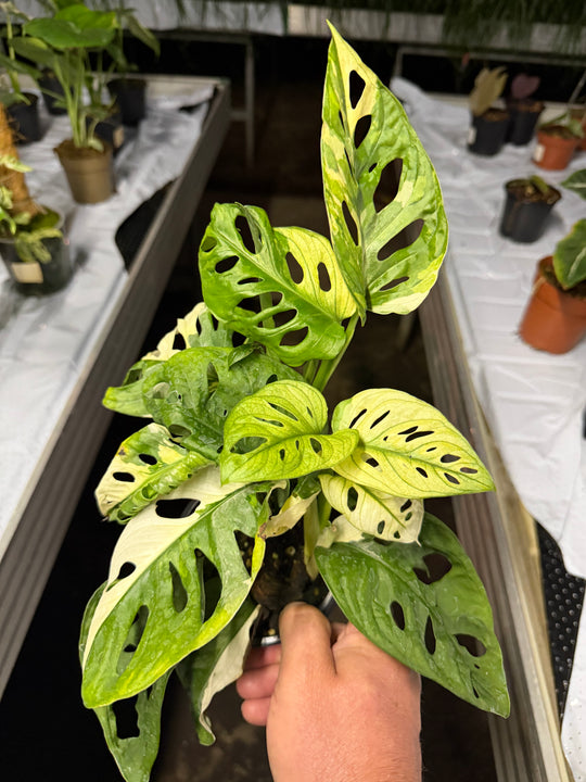 Monstera adansonii Varigata