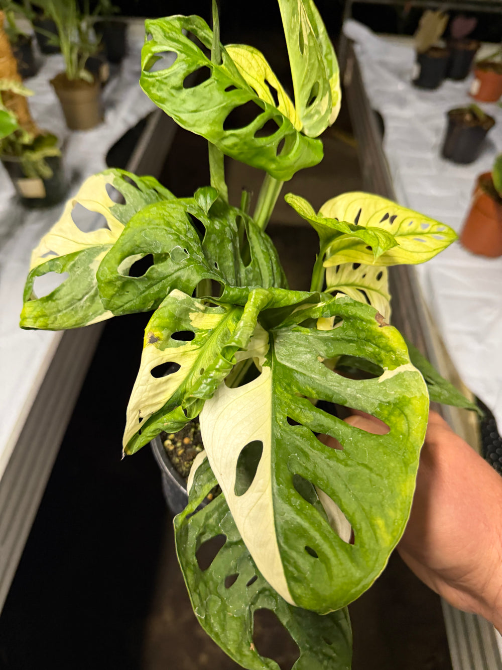 Monstera adansonii Varigata