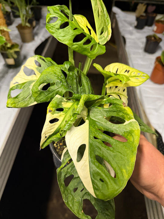 Monstera adansonii Varigata