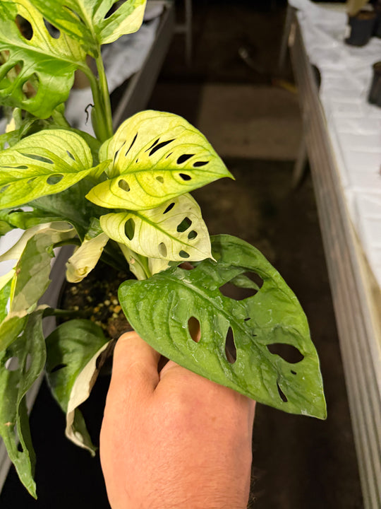 Monstera adansonii Varigata