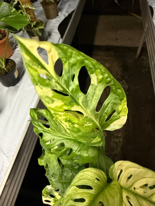 Monstera adansonii Varigata