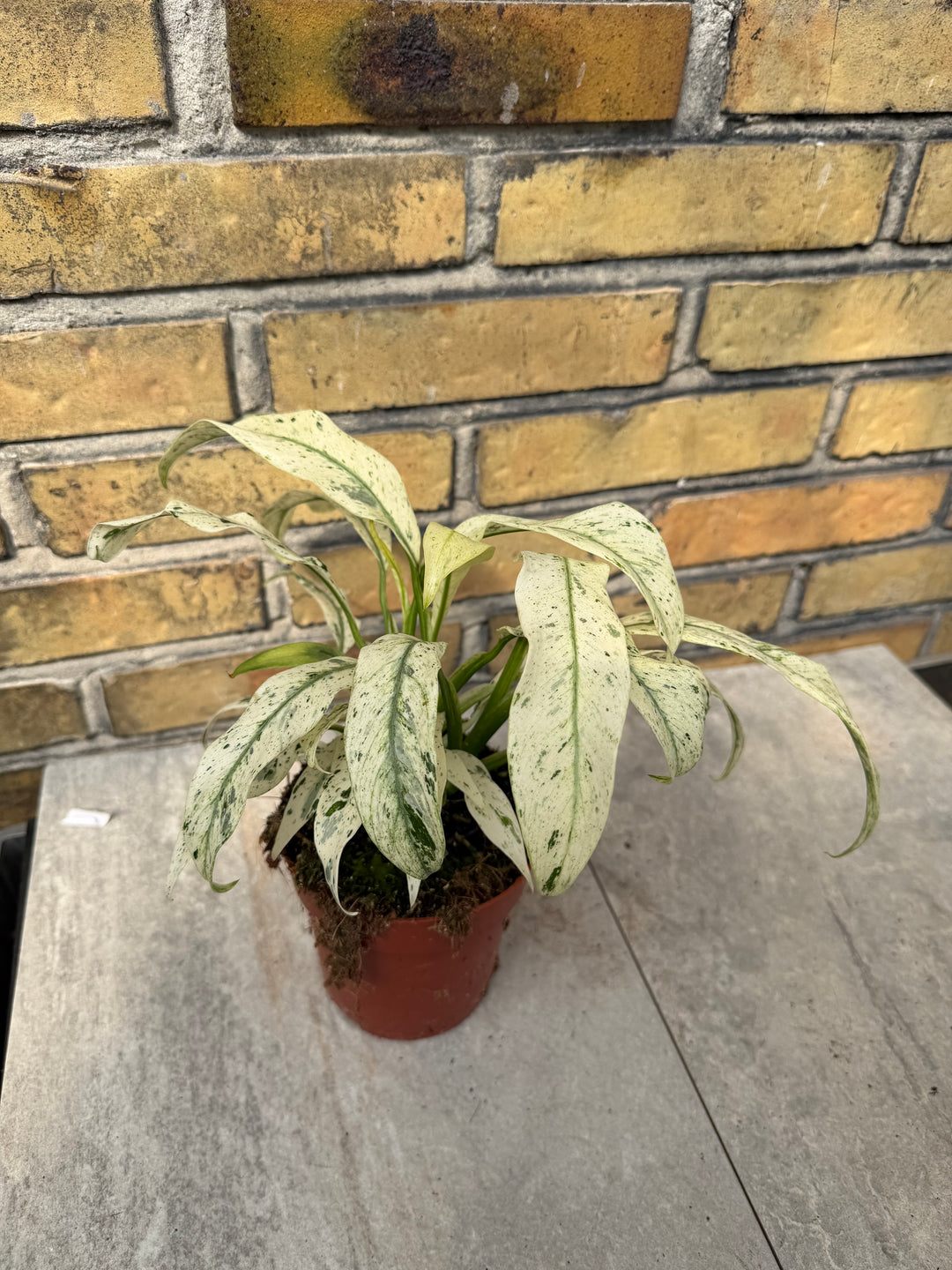 Rhaphidophora puberula variagata