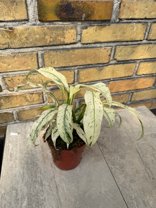 Rhaphidophora puberula variagata