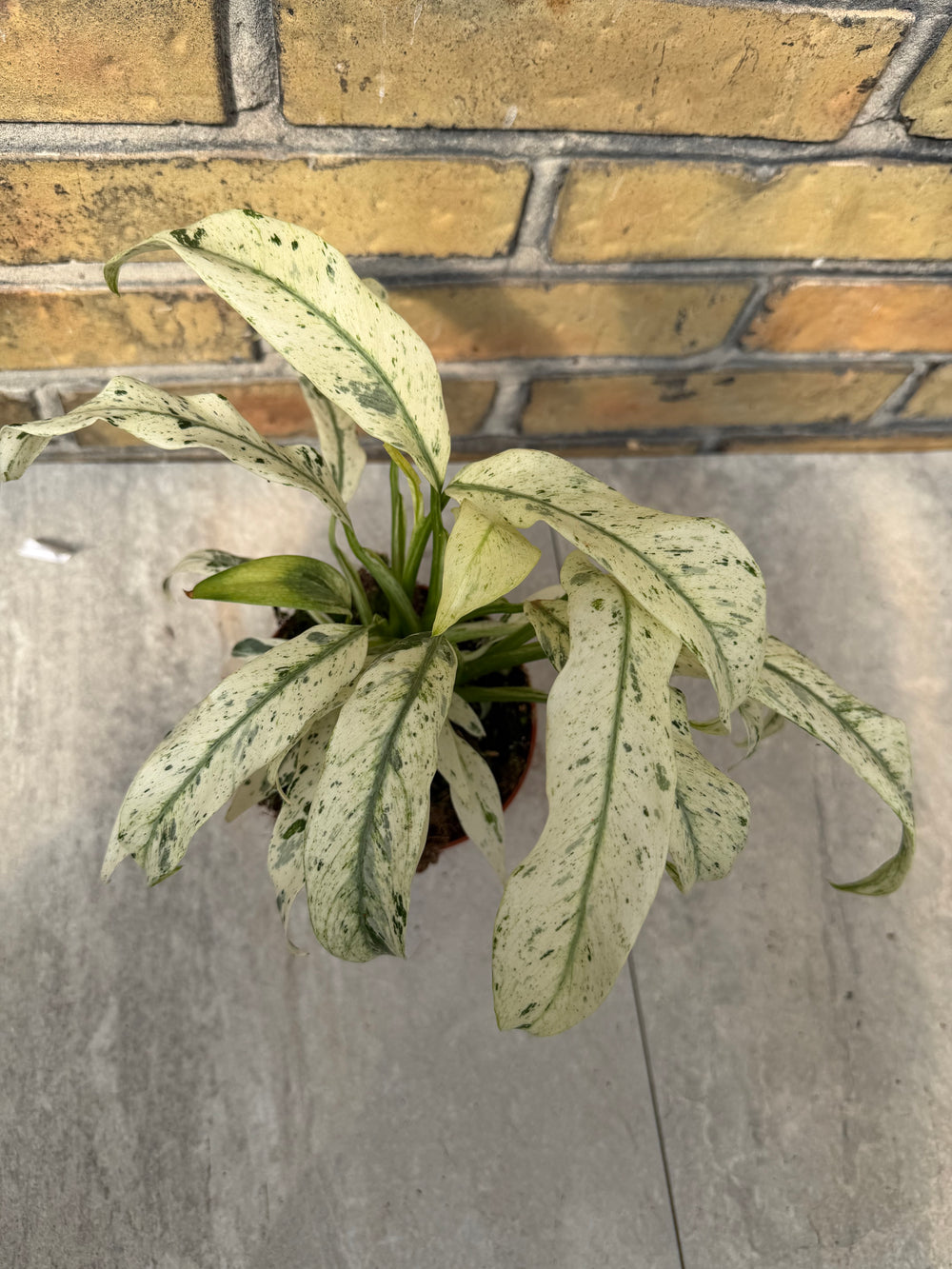 Rhaphidophora puberula variagata