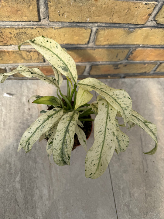 Rhaphidophora puberula variagata