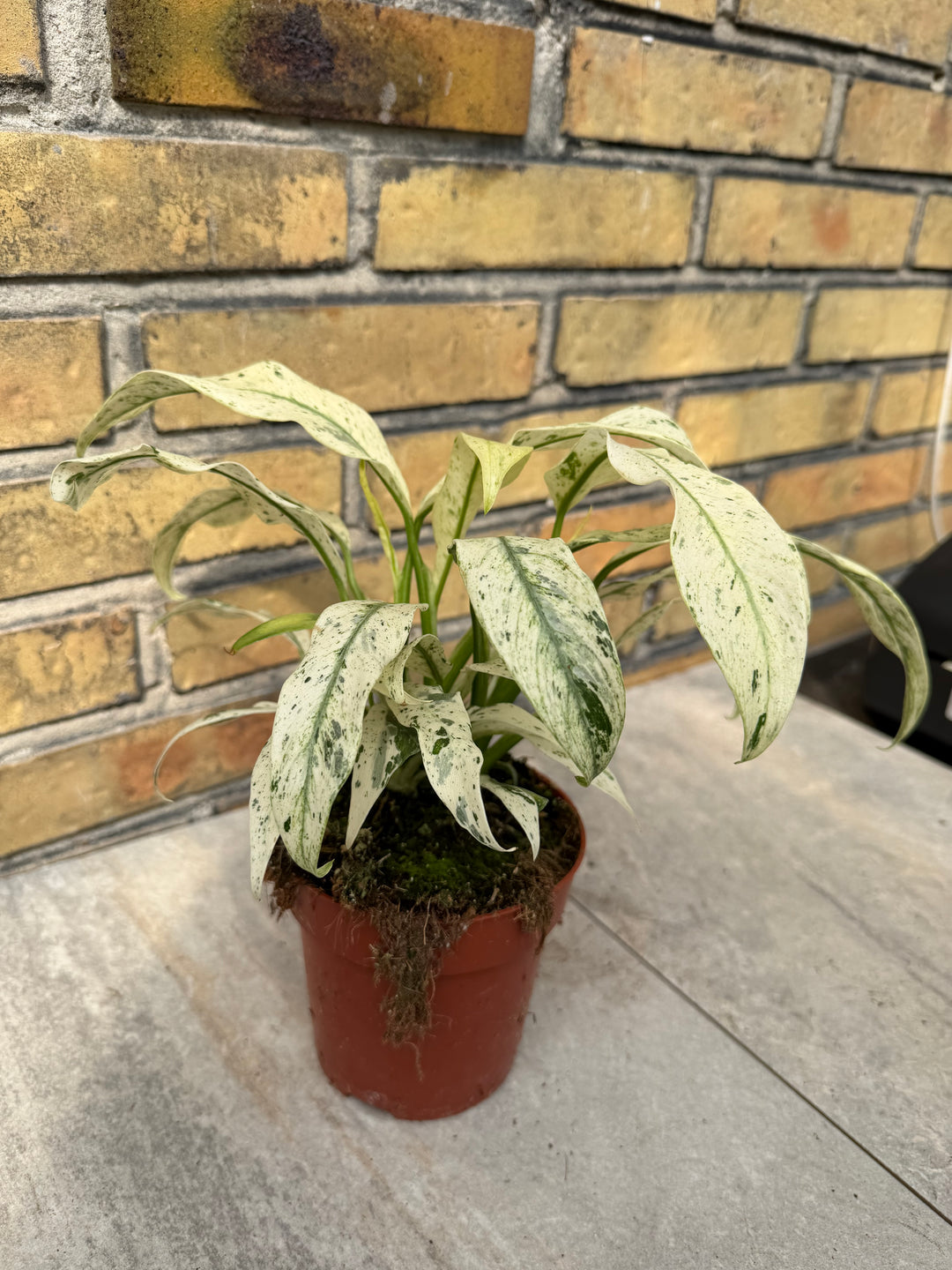 Rhaphidophora puberula variagata