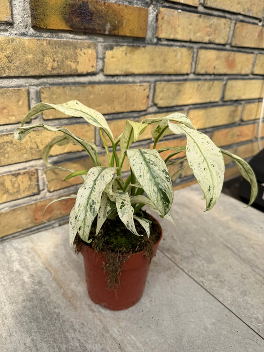 Rhaphidophora puberula variagata