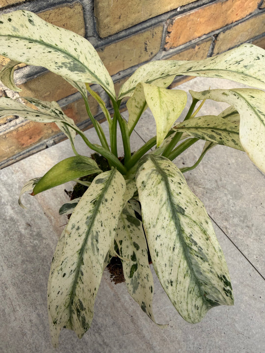 Rhaphidophora puberula variagata