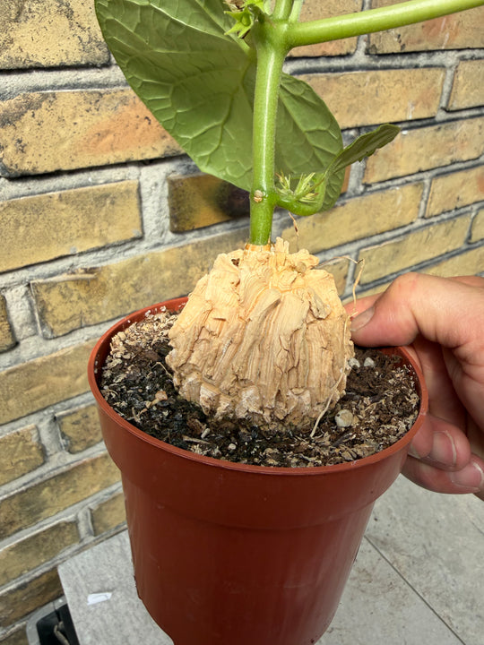Matelea cyclophylla