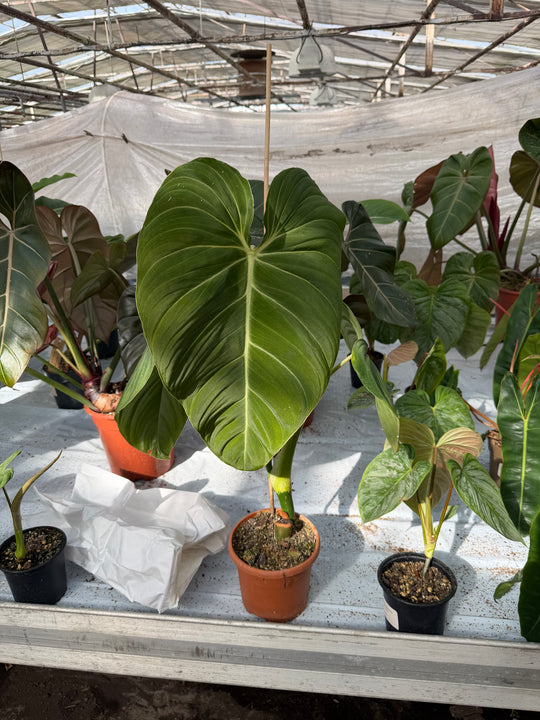 Philodendron glorious