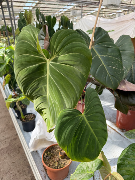 Philodendron glorious