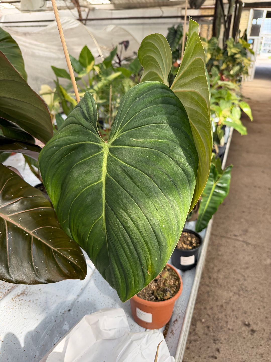 Philodendron glorious