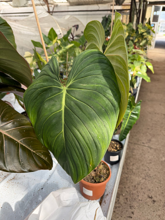 Philodendron glorious