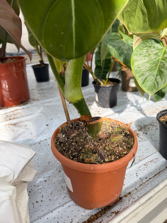 Philodendron glorious