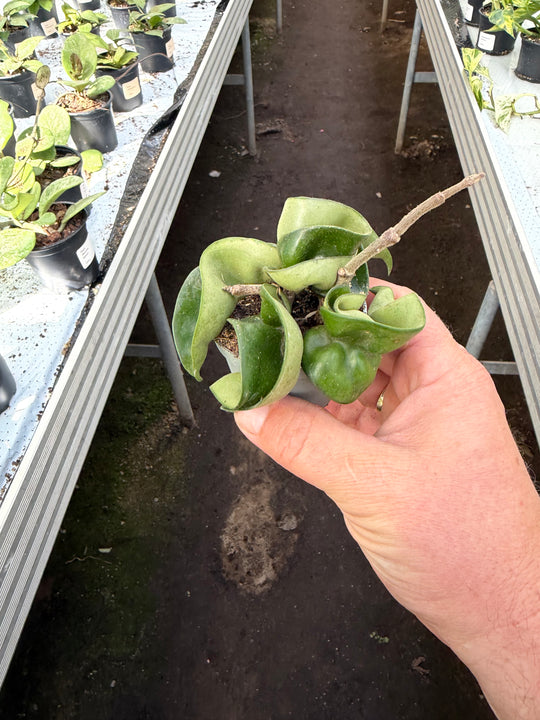Hoya compacta