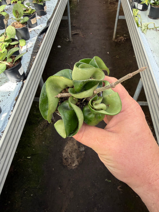 Hoya compacta