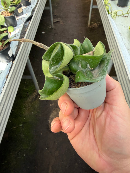 Hoya compacta