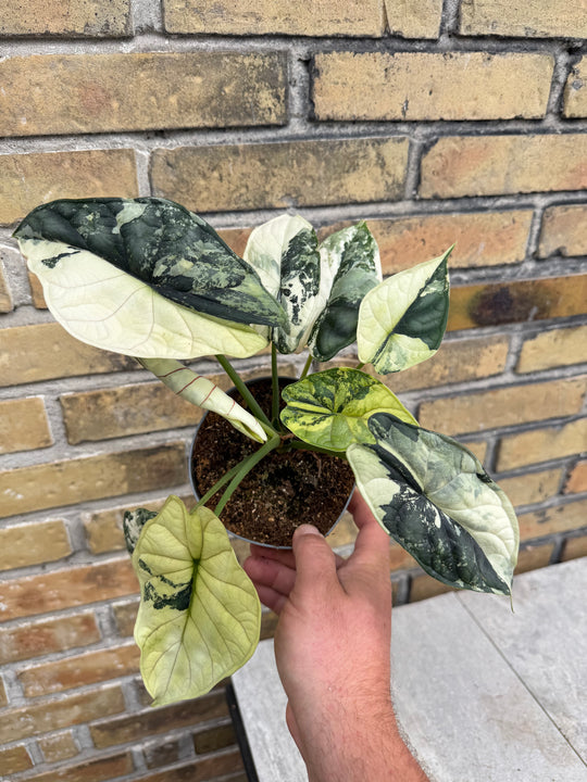 Alocasia dragon scale albo