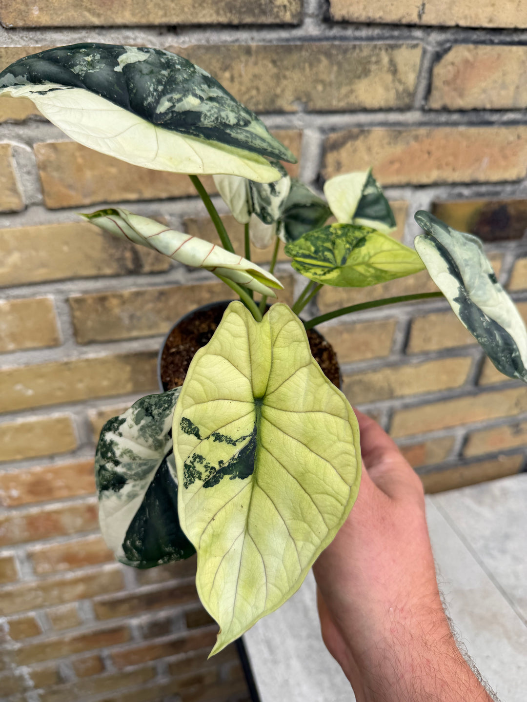 Alocasia dragon scale albo