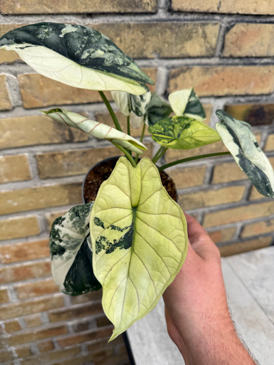 Alocasia dragon scale albo