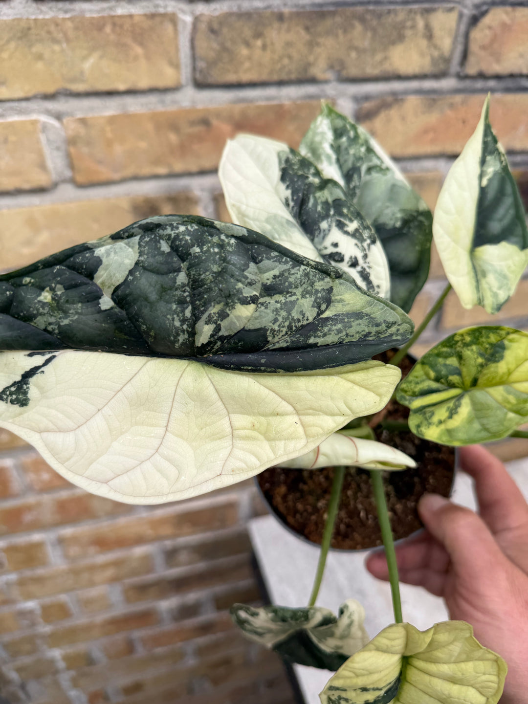 Alocasia dragon scale albo