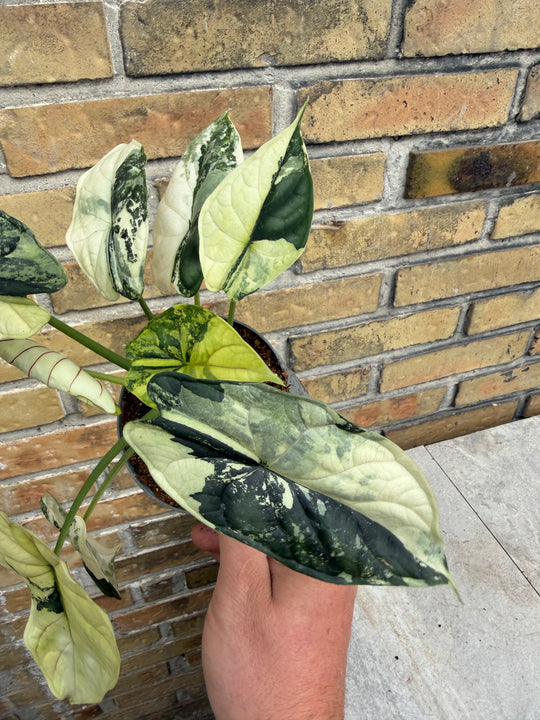 Alocasia dragon scale albo