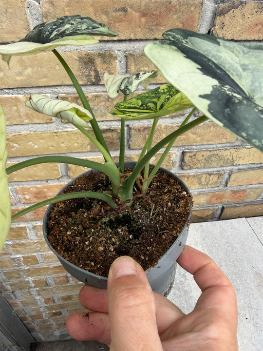 Alocasia dragon scale albo