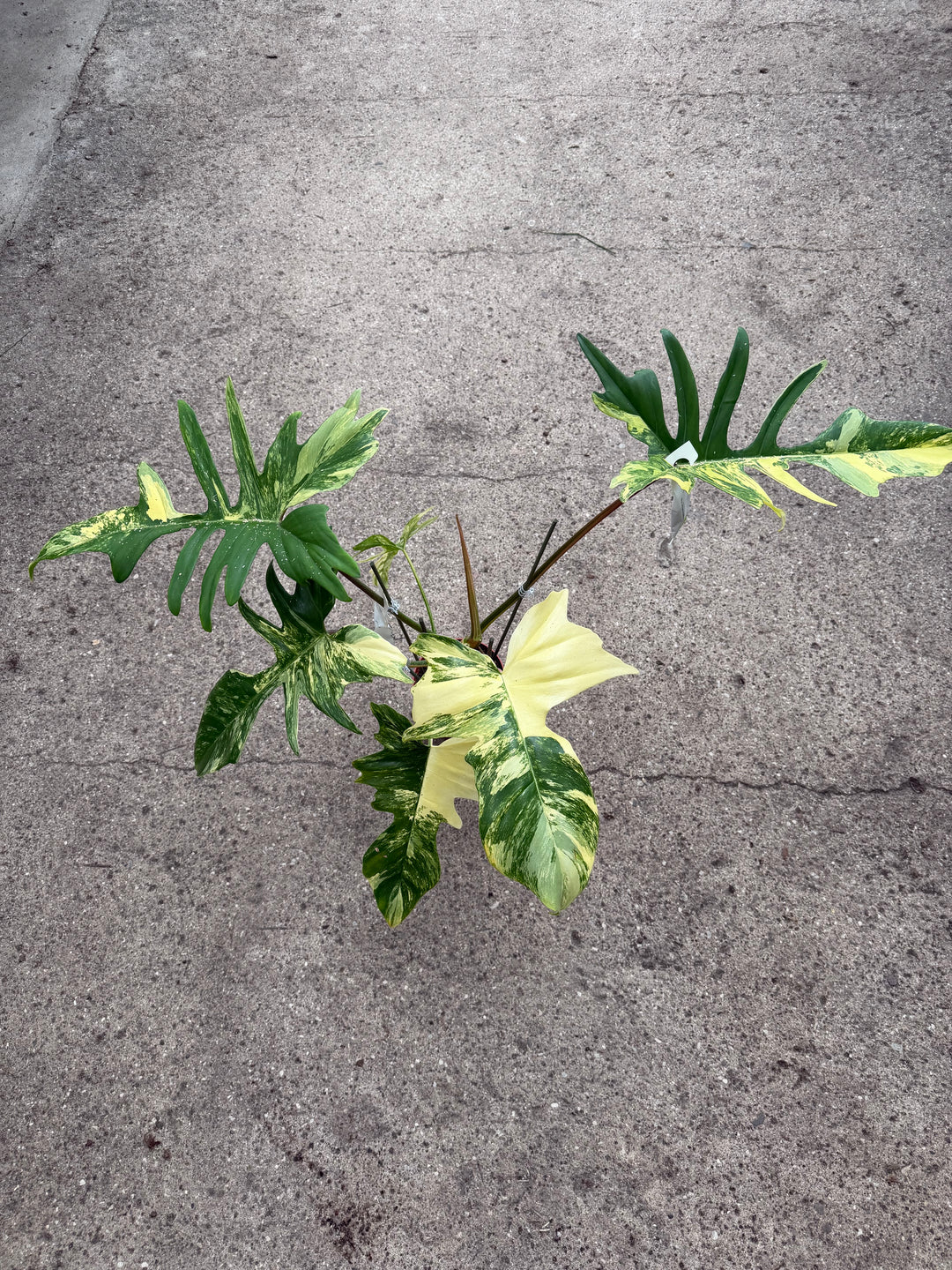Philodendron kitina