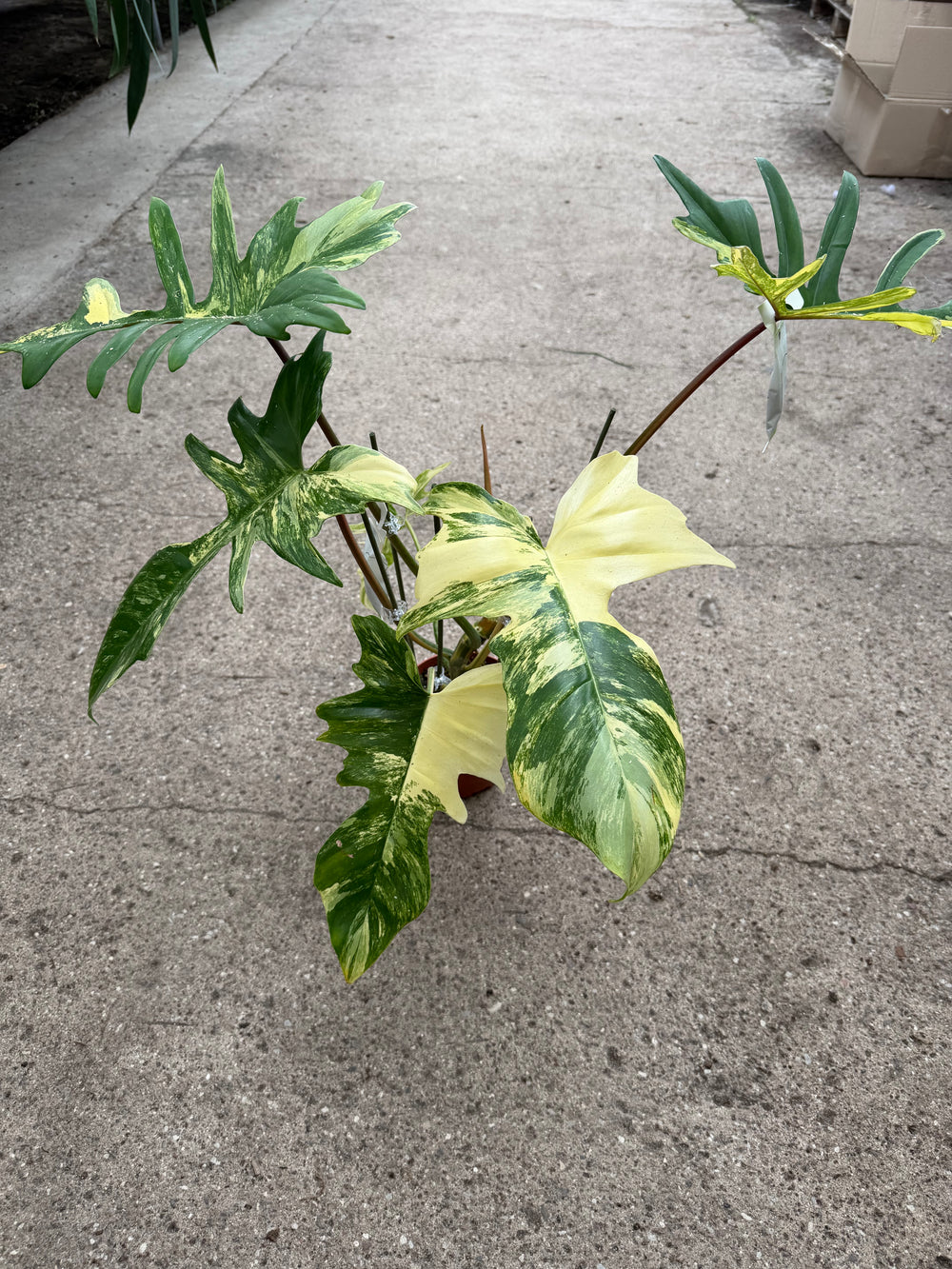 Philodendron kitina