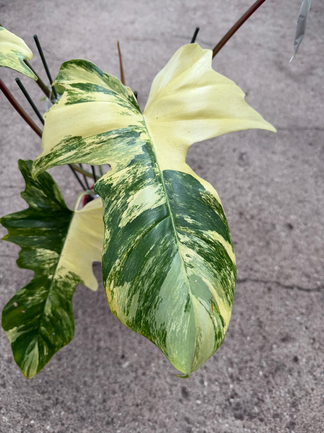 Philodendron kitina