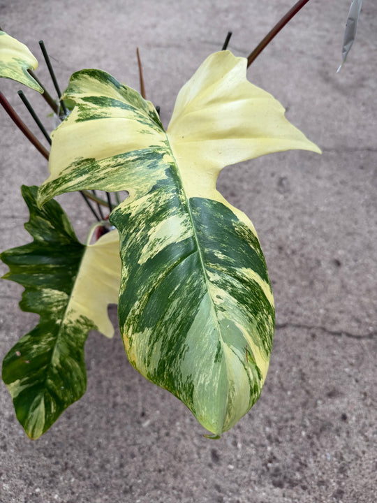 Philodendron kitina