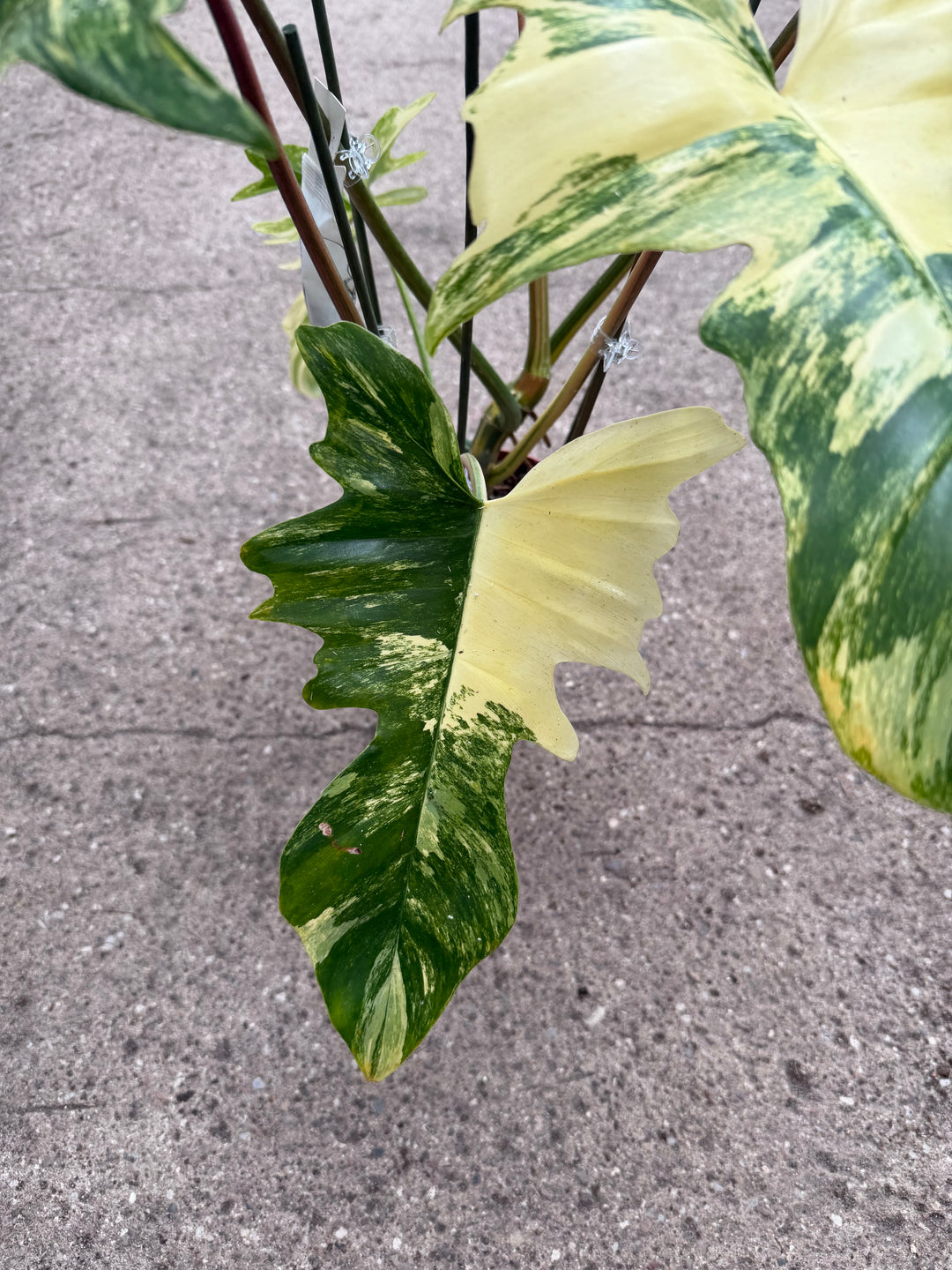 Philodendron kitina
