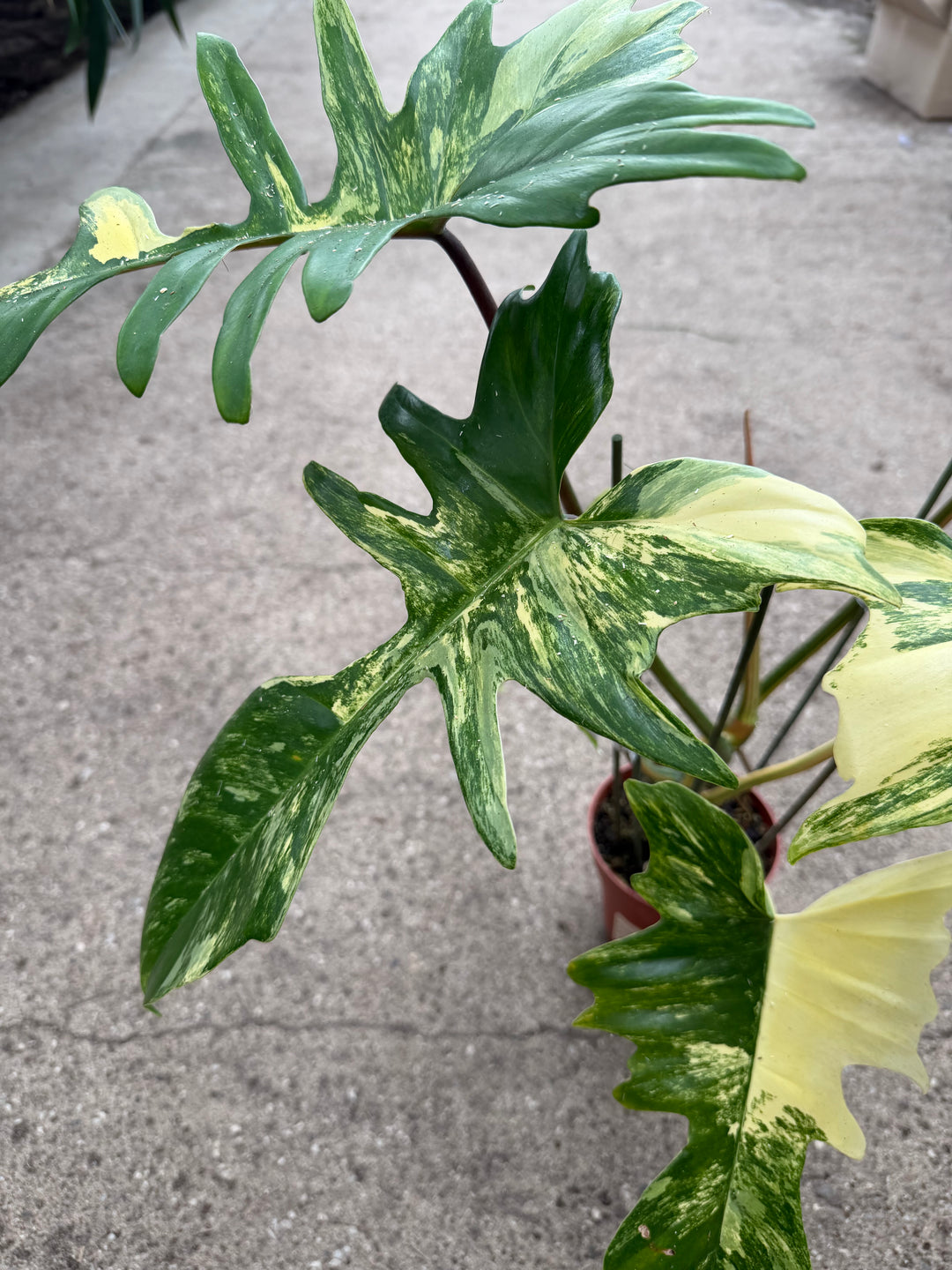 Philodendron kitina
