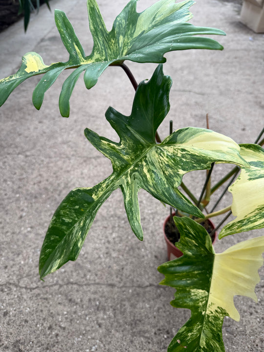 Philodendron kitina