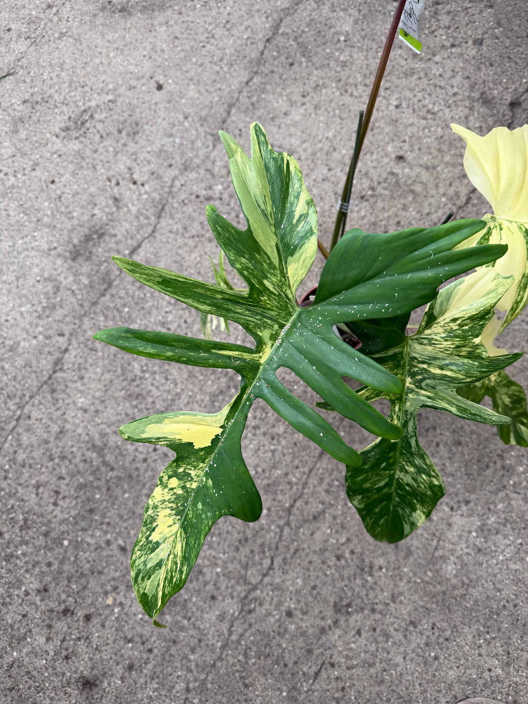 Philodendron kitina