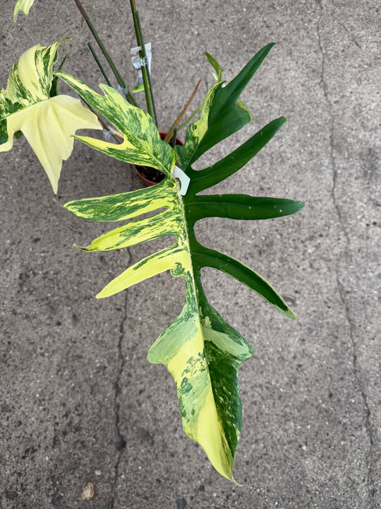 Philodendron kitina