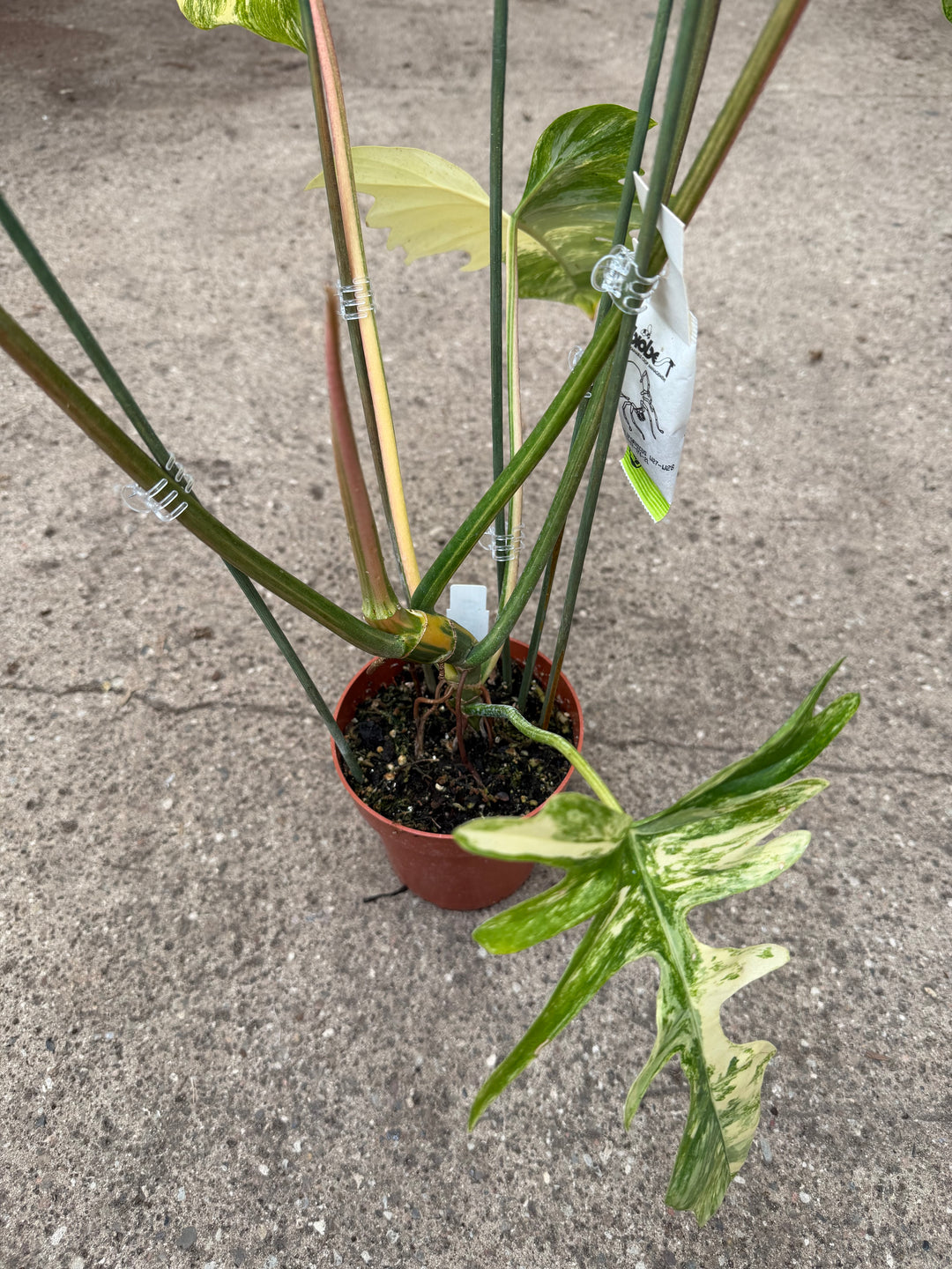Philodendron kitina