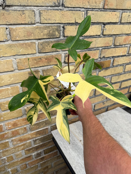 Filodendron Florida Beauty