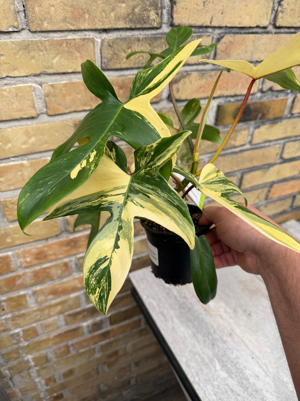 Filodendron Florida Beauty
