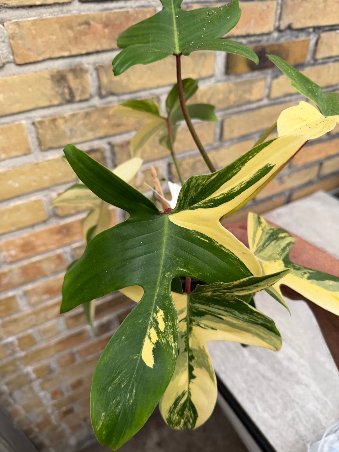 Filodendron Florida Beauty