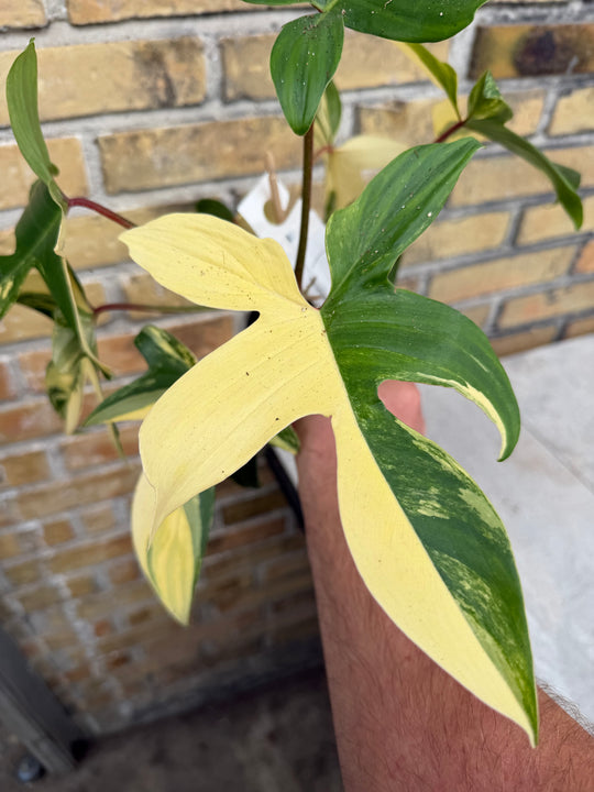 Filodendron Florida Beauty