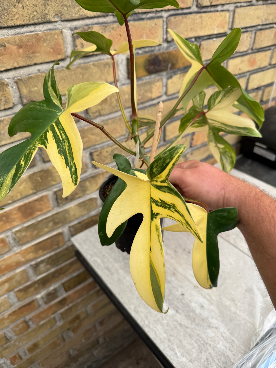 Filodendron Florida Beauty