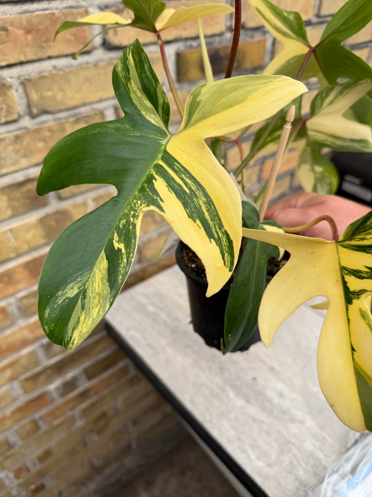 Filodendron Florida Beauty