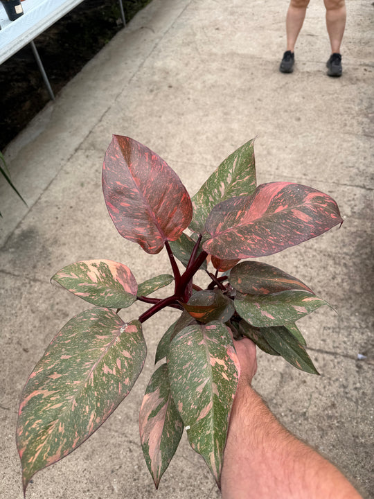 Philodendron sunspot