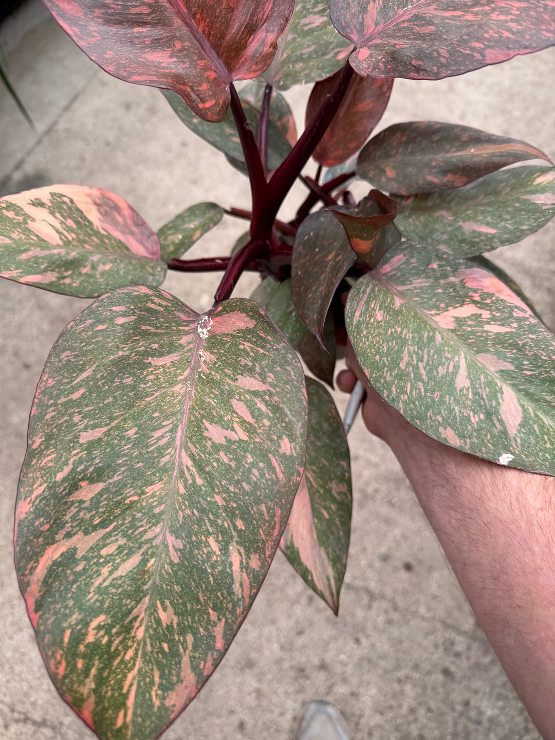 Philodendron sunspot