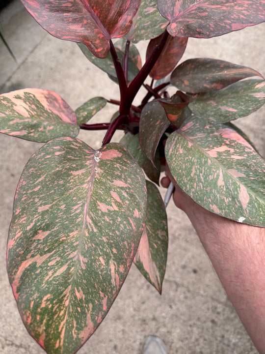 Philodendron sunspot