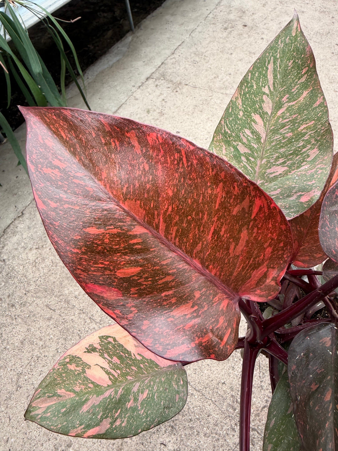 Philodendron sunspot