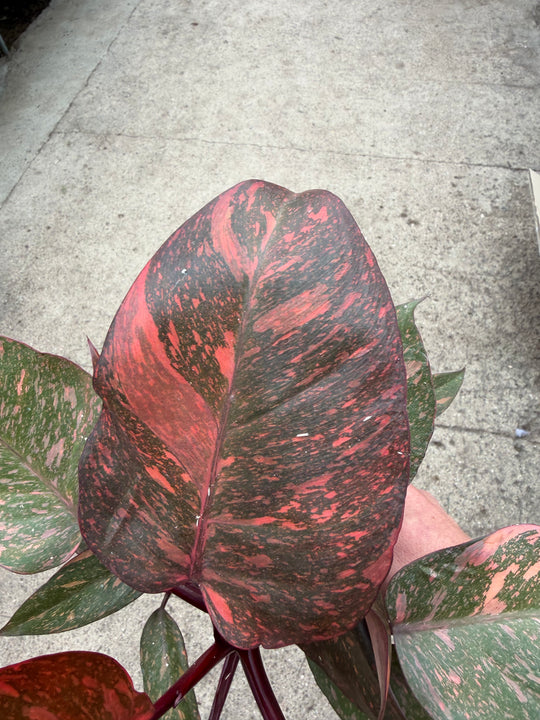 Philodendron sunspot