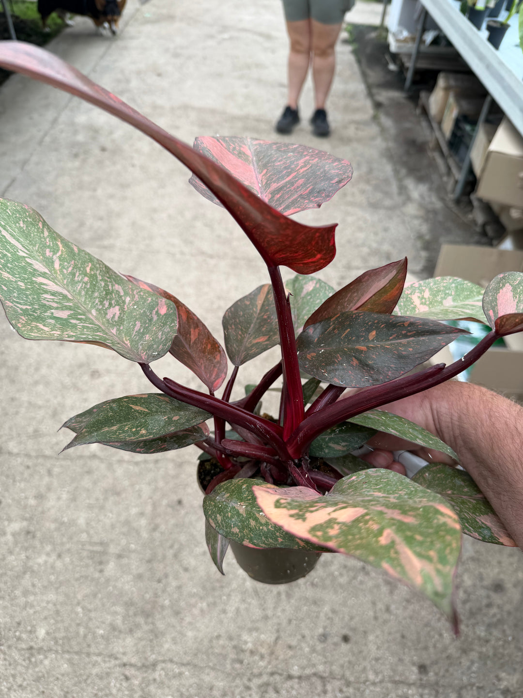 Philodendron sunspot