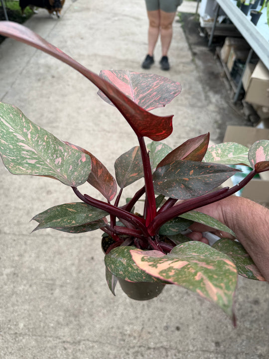 Philodendron sunspot